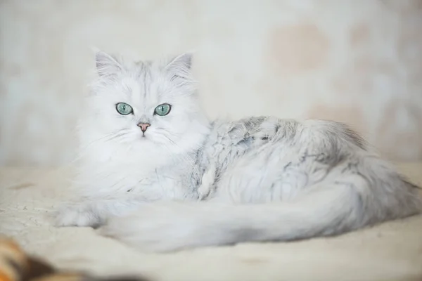 Een Schattige Kat Broedt Een Britse Chinchilla — Stockfoto