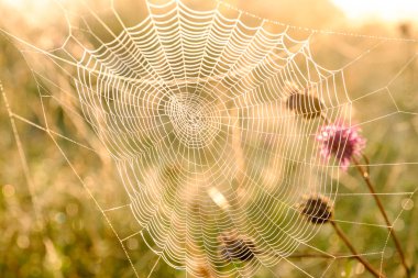 Şafakta Çiy damlaları ile örümcekler Web çekim. Güneş yükselmeden önce Islak çim. Su damlacıkları ile örümcek ağı. Doğal arka plan.