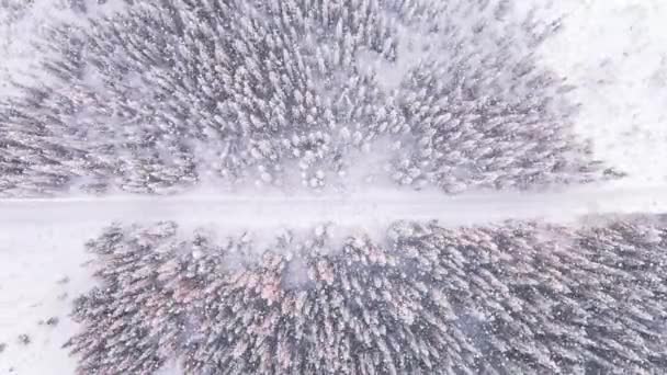 Vista Aérea Uma Floresta Nevada Enquanto Neve Cai Céu — Vídeo de Stock