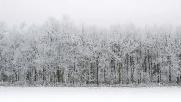 現実的な雪に覆われた森林風景 — ストック動画