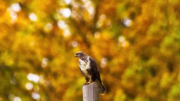 Eagle Bird Zoom View Dengan Latar Belakang Daun Kuning — Stok Video