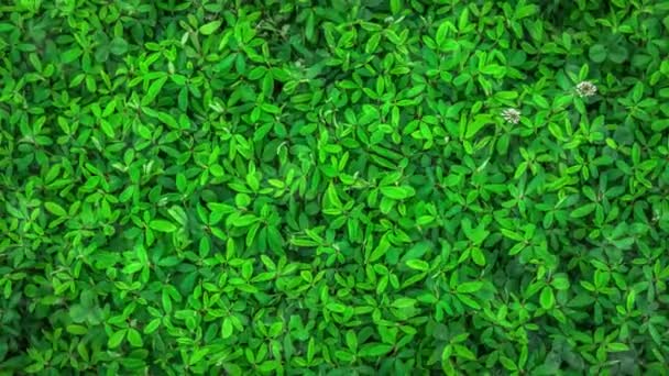 Green Plant Leaves Covered Water — Stock Video