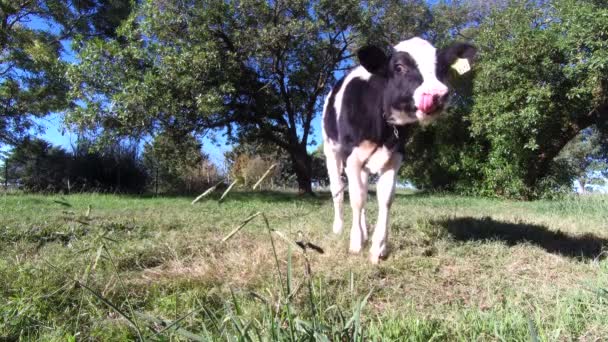 Vaca Bezerro Preto Branco Bezerro Fazenda Bezerro Pastoreio Preto Branco — Vídeo de Stock