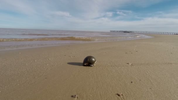 Ślimak Time Lapse Piasku Plaży — Wideo stockowe