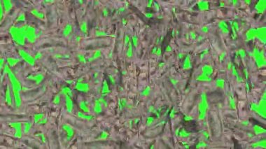 Yeşil Ekran 50 Dolar Yağış Yüksek Yoğunluk Efektleri Animasyon, Para Yağmuru Yeşil Ekran 'da 4k animasyon, Para Doları Yağmur Etkisi Animasyon Yeşil Ekran, Dolar Yağış Yağışı