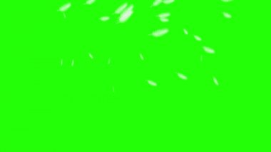 Kuş tüyü, yeşil ekran arka plan kuş tüyü, yağmur, yağmur, yağmur, yağmur, melek tüyü, uçan yeşil ekran, uçan kuş tüyü, kuş tüyü, kuş tüyü, yere düşen kuş tüyü.