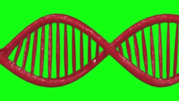 Dna Animation Green Screen Animation Helix Animation Dna Green Screen — Stockvideo