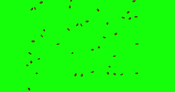 Green Screen Coffee Beans Grain Falling Stacked Animation Chroma Key — Stock Video