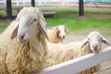 Kamele bakan bir koyun sürüsü
