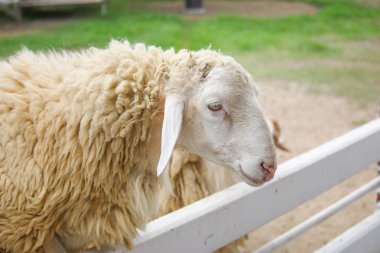 Beyaz bir çitte alınan tek koyun