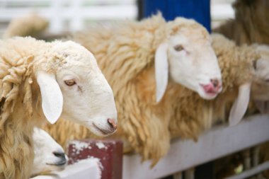 Kahverengi koyun sürüsü beyaz bir şekilde birbirlerinin önünde duruyor 