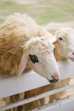 Gözlerin etrafındaki koyun yünü beyaz bir çitin içinde siyahtır.