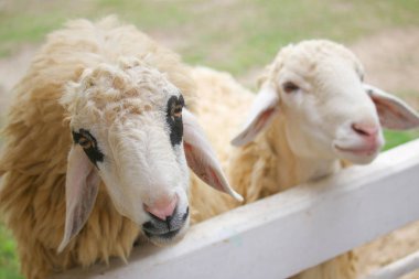 Gözlerin etrafındaki koyun yünü beyaz bir çitin içinde siyahtır.