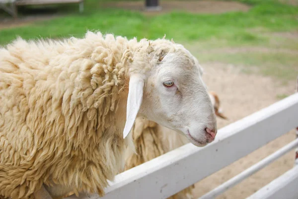 Beyaz bir çitte alınan tek koyun