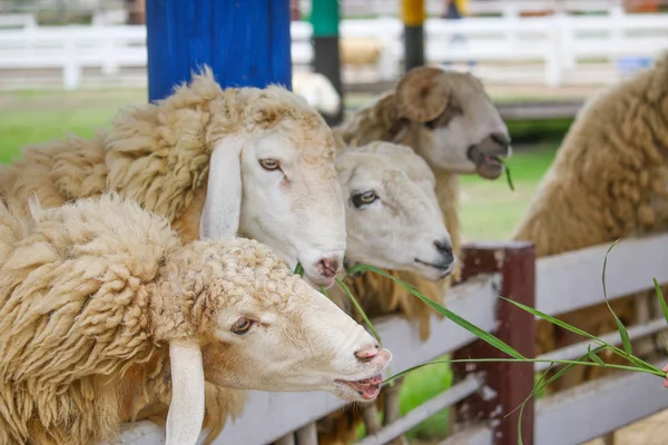 Bir koyun sürüsü beyaz bir kalemdeki yeşil otları yemek için yarışıyor.