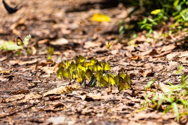 Grup yere puddling ve doğa,(Ban Krang), Krachan Kaeng Milli Parkı,: Phetchaburi, Thailand uçan Kelebek