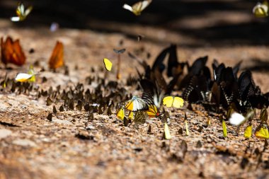 Grup yere puddling ve doğa,(Ban Krang), Krachan Kaeng Milli Parkı,: Phetchaburi, Thailand uçan Kelebek