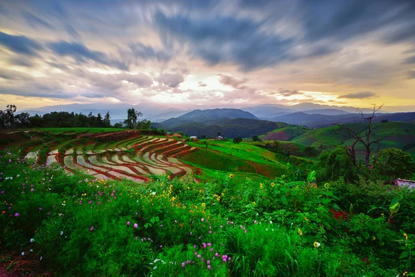 Viewpoint Sunset Terraced Rice Field Pong Pieng Mae Chaem Chiang — Stock Photo, Image