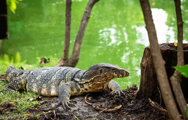 Water Monitor Varanus Salvator Lumphini Park Bangkok Thailand — стоковое фото