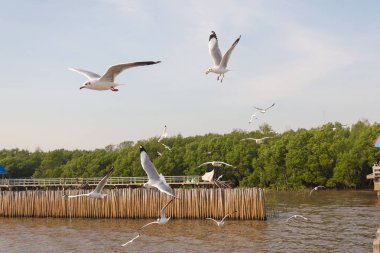 Martı, Bangpu eğlence merkezi, Samut Prakan, Tayland