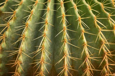 Kaktüs ağacında, çeşitli kaktüs bitkileri, tencere, desen fome kaktüs Bahçe kaktüs