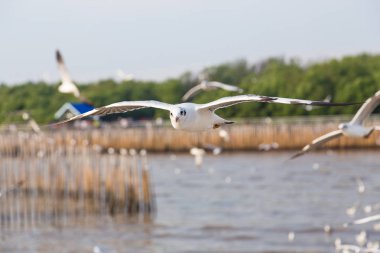 Martı, Bangpu eğlence merkezi, Samut Prakan, Tayland