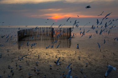 Martı, günbatımı, Bangpu eğlence merkezi, Samut Prakan, Tayland
