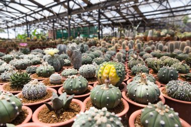 Kaktüs ağacında, çeşitli kaktüs bitkileri, tencere, desen fome kaktüs Bahçe kaktüs
