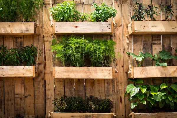 Cultivar Verduras Áreas Limitadas Ideas Jardinería Vegetal — Foto de Stock