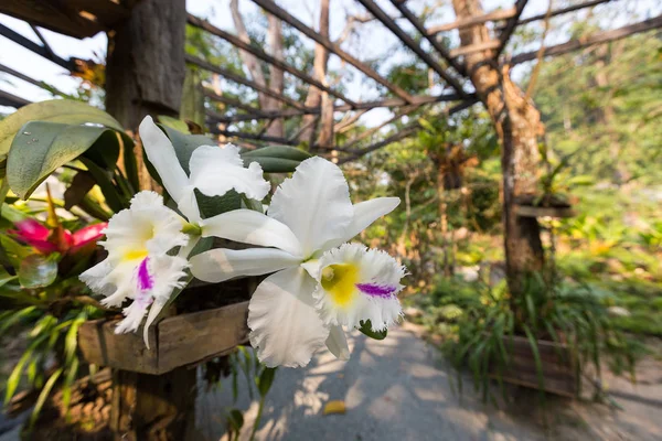 Piękne Kwiaty Ogrodzie Orchid — Zdjęcie stockowe