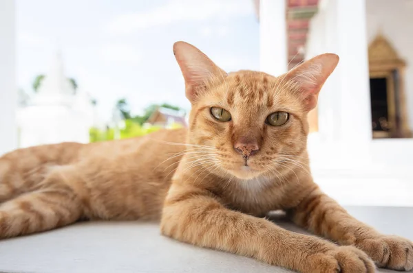 Portrait of a surprised cat,Thai cat on temple background