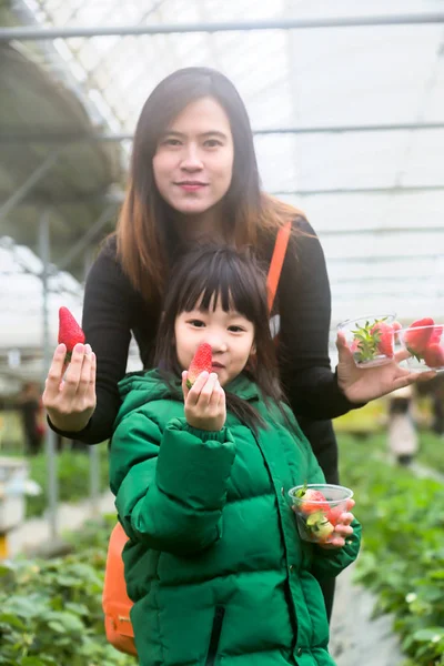 Asian Tourists Mother Daughter Happy Strawberry Tasting Fresh Strawberry Farm — Stock Photo, Image