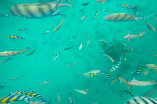 Snorklingsutflykter, många färgglada havsfisk i Koh Chang, Trat, Thailand. — Stockfoto