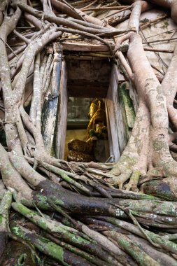 Kilisede eski altın buda heykeli, Wat Bang Kung antik tapınak, dışında büyük ağaç kökleri ile kaplıdır, banyan ağacı, Amphawa seyahat, Bangkok yakınlarındaki Samut Songkram dönüm noktası, Tayland