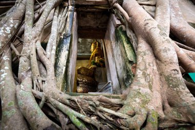 Kilisede eski altın buda heykeli, Wat Bang Kung antik tapınak, dışında büyük ağaç kökleri ile kaplıdır, banyan ağacı, Amphawa seyahat, Bangkok yakınlarındaki Samut Songkram dönüm noktası, Tayland