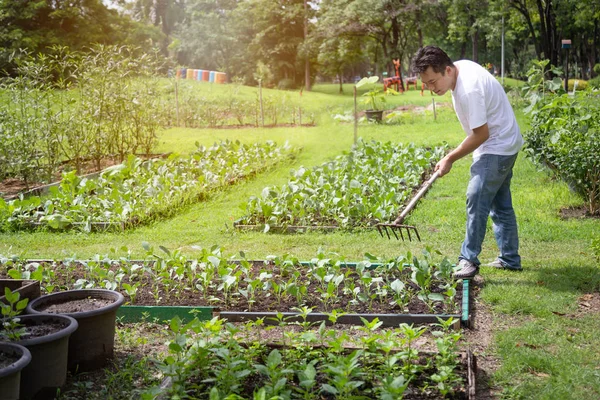 Happy asian man working with rake tool in organic garden,middle aged people grow vegetables in summer,gardening in outdoor,male gardeners cares vegetables,agriculture concept — Stock Photo, Image