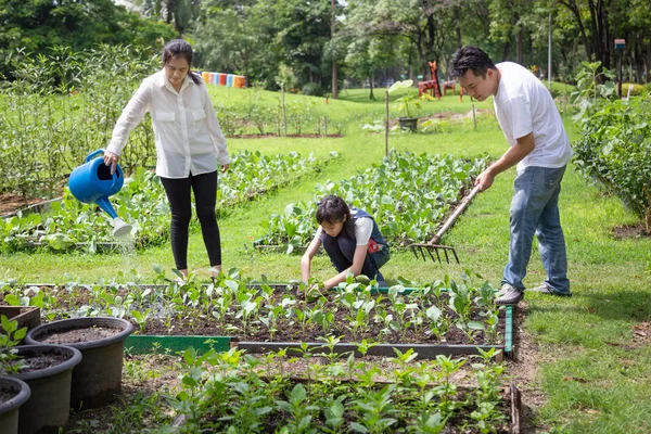 Happy asian family,parents help,care,daughter to grow vegetables in farm,father working using rake in organic garden,mother watering plants with watering can,vegetables gardening,agriculture,activites concept — Stock Photo, Image