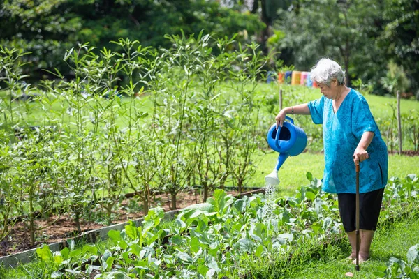 Happy asian senior woman watering plants with watering can in  organic garden,elderly grow vegetables in summer,working,gardening in outdoor,female gardener cares vegetables,agriculture,healthy concept — Stock Photo, Image