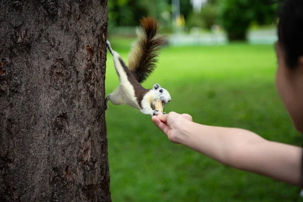 Eekhoorn eten moer uit kleine kind meisje hand, eekhoorn hongerig op boomstam in de natuur, Aziatisch meisje het voederen van wilde dieren in de zomer buiten, reizen in Vachirabenjatas Park (rot fai Park), Bangkok, Thailand — Stockfoto