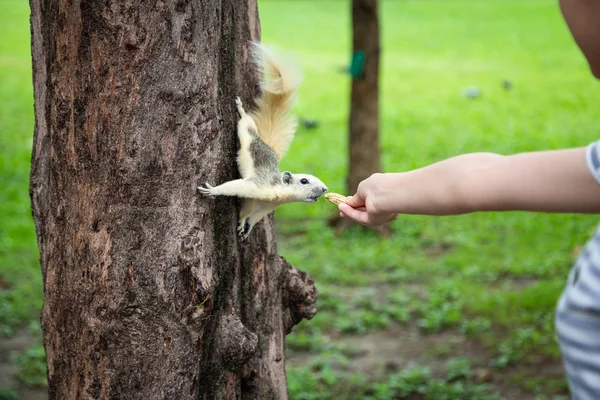 Ardilla comiendo nuez de la mano de niña, ardilla hambrienta en el tronco del árbol en la naturaleza, chica asiática alimentando animales salvajes en verano al aire libre, viajar en Vachirabenjatas Park (Rot Fai Park), Bangkok, Tailandia — Foto de Stock