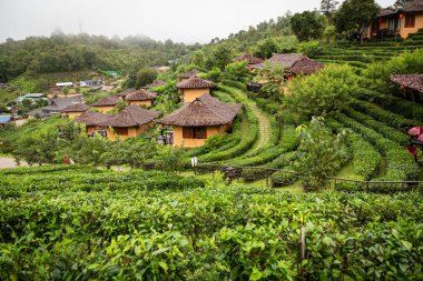 Dağ manzarası ve güzel manzara, toprak ev, çay çiftliği, iyi hava, açık yeşil doğadaki Ban Rak Tayland köyünde sabah sisi, Tayland Mae Hong Son 'da seyahat.