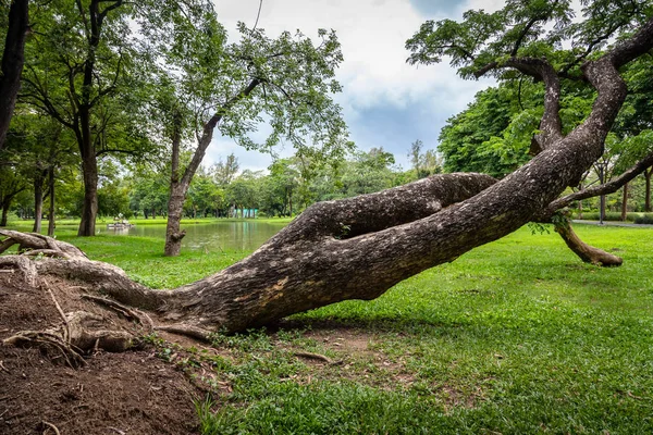 Brutna träd faller ner i utomhusparken, rotlösa träd föll efter kraftig storm, åska under regnperioden, den stora stormen slet stora träd från rötter med hårda vindar, naturkatastrof i Bangkok, Thailand — Stockfoto