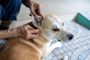 Asyalı kadının elleri köpek pirelerini ve kenelerini kontrol ediyor köpeklerin kulak kanallarındaki kenelere bakıyor. İnceleme, temizlik, SFTS virüsünün önlenmesi ya da insanlara bulaşan bulaşıcı hastalıkların önlenmesi.