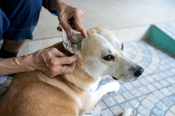 Hands Asian Woman Checking Fleas Ticks Dog Looks Tick Dogs — Stock Photo, Image