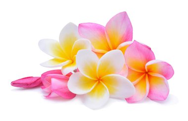 Frangipani beyaz arkaplanda izole edildi
