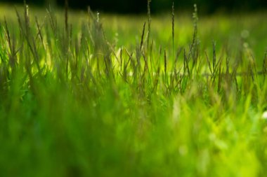 Arka plan için yumuşak odak üzerinde güneş ışığı tarafından isabet çimen 