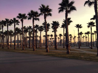 Palmiye ağaçları batımında silüeti. Güzel tropik görünümü