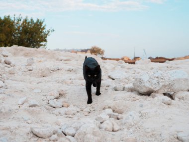 Kara kedi beyaz taşlar üzerinde gider