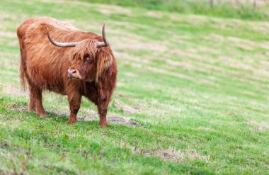Highland Sığırları uzun saçlarıyla gözlerine bakıyor.