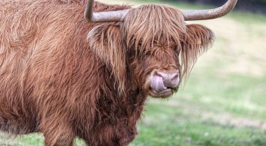 Highland Sığırları uzun saçlarıyla gözlerine bakıyor.